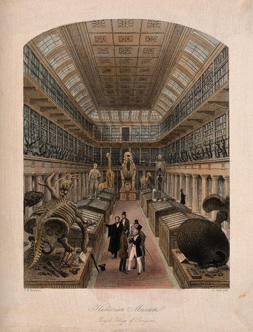 Antiquarian engraving of Hunterian Museum of Royal College of Surgeons